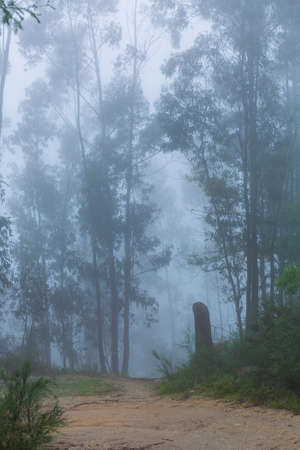Fog in the forest at the portuguese national park, Geres, Portugalの写真素材