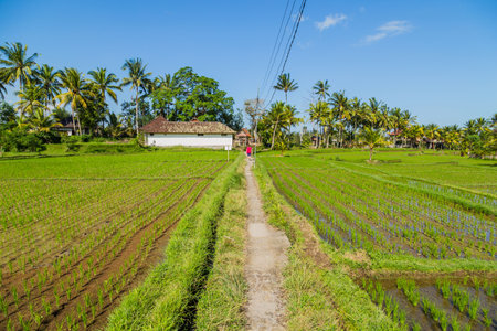 View of rice fields detail in Bali, Indonesia, Asiaの写真素材