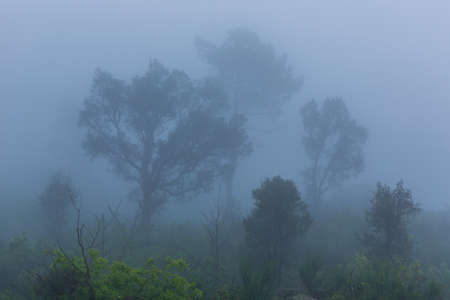 Fog in the forest at the portuguese national park, Geres, Portugalの写真素材