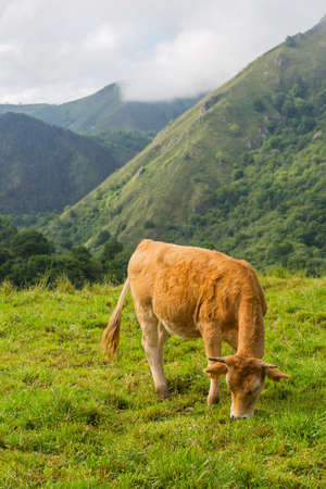 Cows in the Picos de Europa, Asturias. Farm land at the mountains, a very tourist place in Spainの写真素材