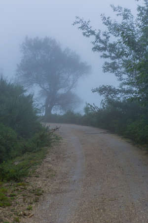 Fog in the forest at the portuguese national park, Geres, Portugalの写真素材