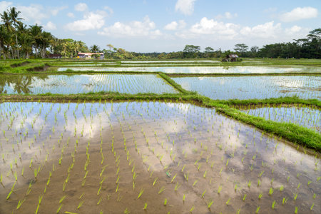 View of rice fields detail in Bali, Indonesia, Asiaの写真素材