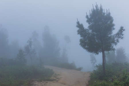 Fog in the forest at the portuguese national park, Geres, Portugalの写真素材