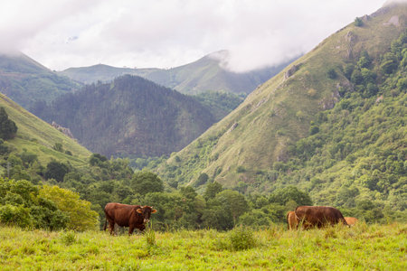 Cows in the Picos de Europa, Asturias. A very tourist place in Spainの写真素材