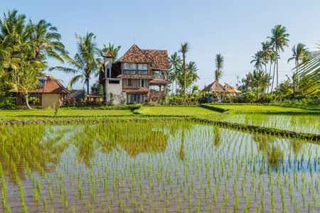 View of rice fields detail in Bali, Indonesia, Asiaのeditorial素材