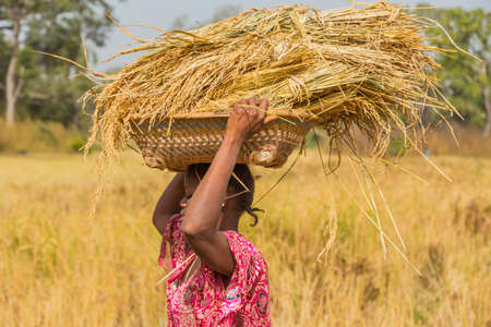 Bissau, Republic of Guinea-Bissau: Woman working the field, countryside of Bissauのeditorial素材