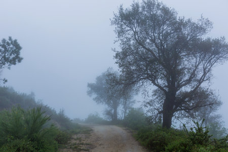 Fog in the forest at the portuguese national park, Geres, Portugalの写真素材