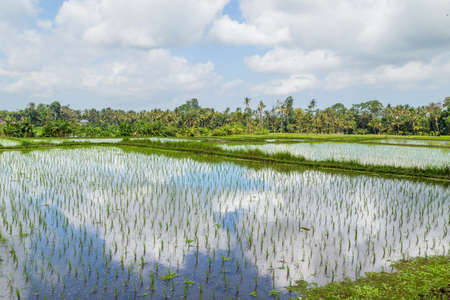 View of rice fields detail in Bali, Indonesia, Asiaの写真素材