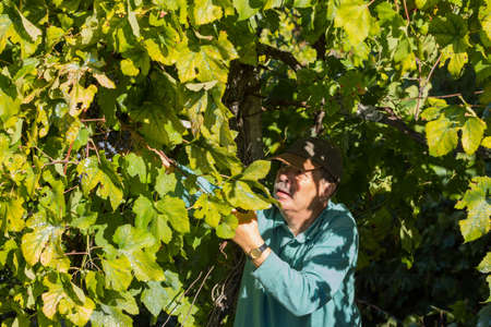 BOURO: Farmer picking grapes during harvest at a vineyard in Bouro, Portugal. The region of Minhoのeditorial素材