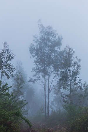 Fog in the forest at the portuguese national park, Geres, Portugalの写真素材