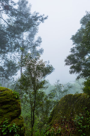 Fog in the forest at the portuguese national park, Geres, Portugalの写真素材