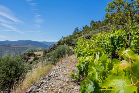 Douro Valley. Vineyards landscape of the Porto wine, near Pinhao village, Portugal. View from Casal de Loivosの写真素材