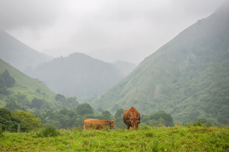Cows in the Picos de Europa, Asturias. Farm land at the mountains, a very tourist place in Spainの写真素材