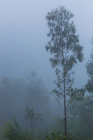 Fog in the forest at the portuguese national park, Geres, Portugalの写真素材