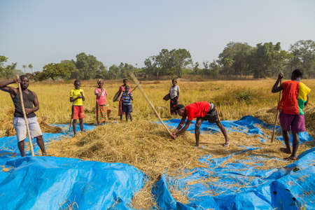 Bissau, Republic of Guinea-Bissau: Farmers working the field, countryside of Bissauのeditorial素材