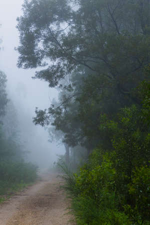 Fog in the forest at the portuguese national park, Geres, Portugalの写真素材