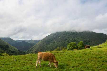 Cows in the Picos de Europa, Asturias. A very tourist place in Spainの写真素材
