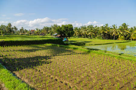 View of rice fields detail in Bali, Indonesia, Asiaの写真素材