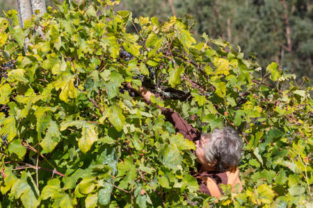 BOURO: Farmer picking grapes during harvest at a vineyard in Bouro, Portugal. The region of Minhoのeditorial素材