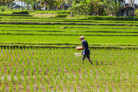 BALI, INDONESIA: man working in the rice fileds of bali, Indonesiaのeditorial素材