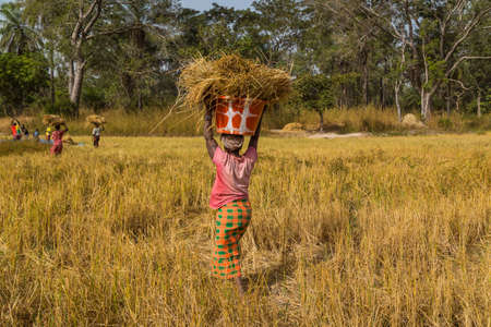 Bissau, Republic of Guinea-Bissau: Women working in the field, countryside of Bissauのeditorial素材