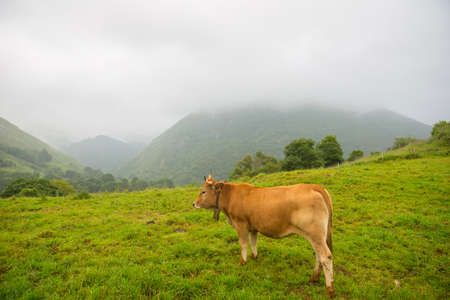 Cows in the Picos de Europa, Asturias. A very tourist place in Spainの写真素材
