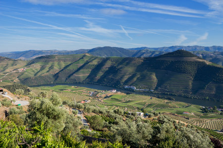 Douro Valley. Vineyards landscape of the Porto wine, near Pinhao village, Portugal. View from Casal de Loivosの写真素材