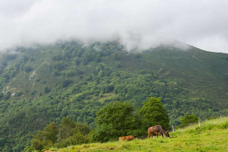 Cows in the Picos de Europa, Asturias. A very tourist place in Spainの写真素材