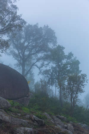 Fog in the forest at the portuguese national park, Geres, Portugalの写真素材