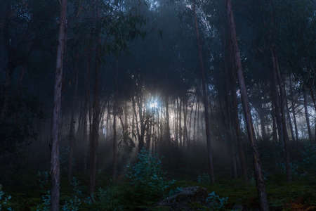 Fog in the forest at the portuguese national park, Geres, Portugalの写真素材