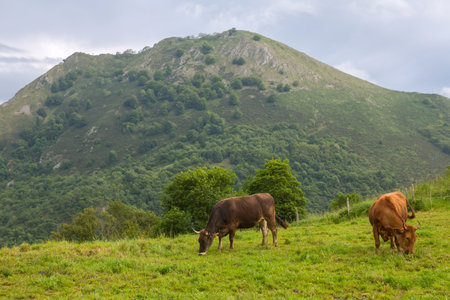 Cows in the Picos de Europa, Asturias. A very tourist place in Spainの写真素材