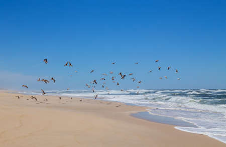 seagulls at the empty beach near Sao Martinho do Porto, Portugalの写真素材