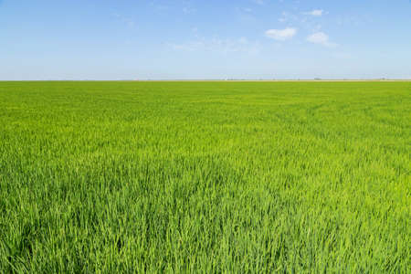 Green rice plantation in the south of Spainの写真素材