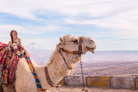 camel in cappadocia rock landscapes, in Anatolia. Turkeyの写真素材