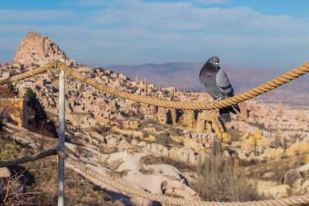 A dove in Capadocia. Cappadocia Earth Pyramids. Goreme. Turkey.の写真素材