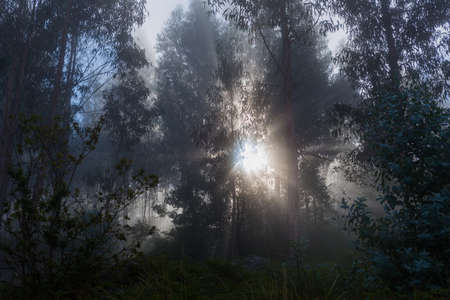Fog in the forest at the portuguese national park, Geres, Portugalの写真素材