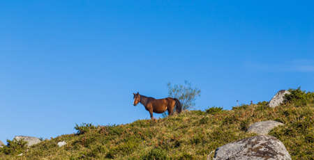 Wild horse pasturing at the mountains in the north of Portugal. Serra do Geresの写真素材