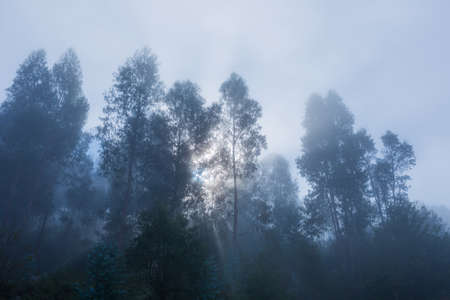 Fog in the forest at the portuguese national park, Geres, Portugalの写真素材