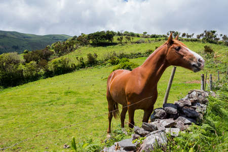 Horse in the fields on island Flores, Azores islands, Portugalの写真素材