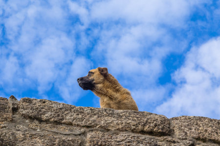 dog standing on stone wall on a blue sky backgroundの写真素材