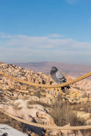 A dove in Capadocia. Cappadocia Earth Pyramids. Goreme. Turkey.の写真素材