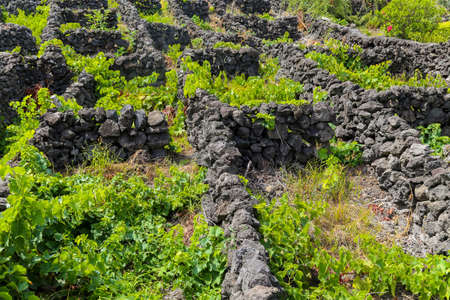 Vineyards on the island of Pico, Azores. Portugalの写真素材