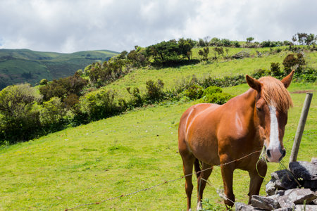 Horse in the fields on island Flores, Azores islands, Portugalの写真素材