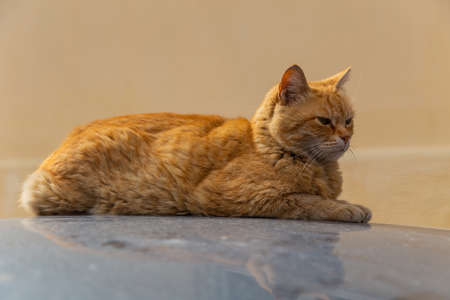 A lazy cat sleeping on a car in Athens, Greece.の写真素材