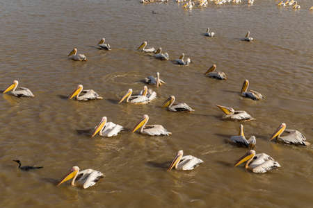 Pelicans in Djoudi national park reserve. Senegalの写真素材