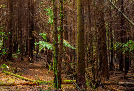 The moss on the trees in the woods iof Geres, Portuguese National Parkの写真素材