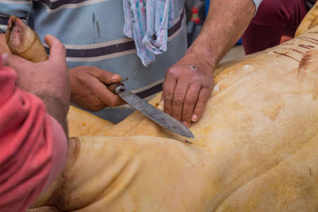 PAREDES DE COURA, PORTUGAL: Butcher killed pig for old traditional ceremony in the north of Portugalの写真素材