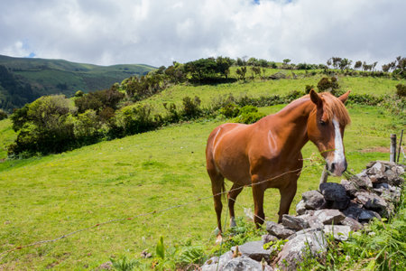 Horse in the fields on island Flores, Azores islands, Portugalの写真素材
