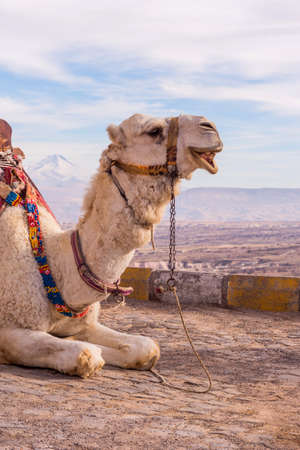 camel in cappadocia rock landscapes, in Anatolia. Turkeyの写真素材