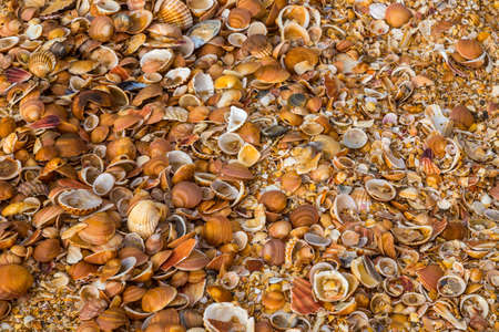 On the beach in Lagos, Portugal, the sand is mixed with a variety of beautiful seashells of sea mollusks, a beautiful color pattern reminds of life in the sea.の写真素材